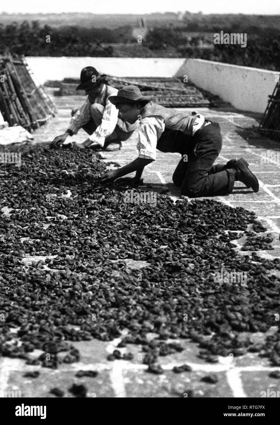 Fichi secchi nel Salento sulle terrazze delle aziende agricole, 1955 Foto Stock