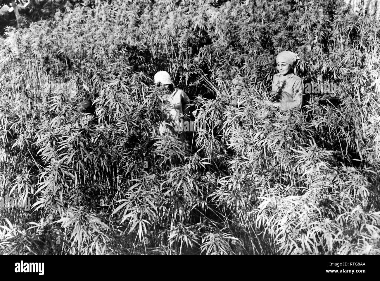 L'Italia, Veneto, una fiorente coltivazione, 1910-20 Foto Stock