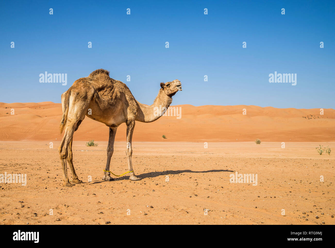 In cammello Sharqiya Sands, Oman Foto Stock