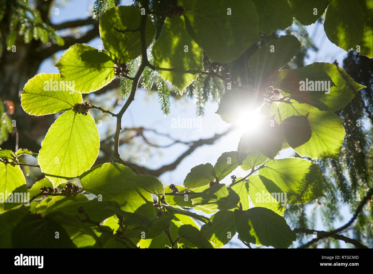 La luce del sole splende anche se di latifoglie e conifere boschi misti in giugno. Nord Inghilterra Dorset Regno Unito GB Foto Stock