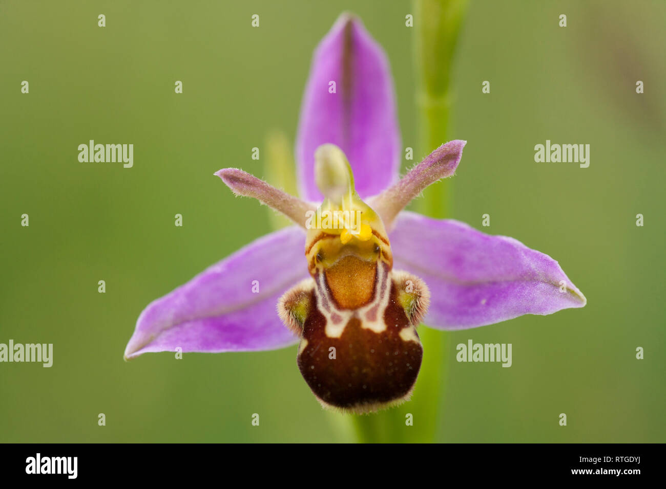 Un Bee orchid, Ophrys apifera, crescente dal lato di una pista forestale attraverso la brughiera in Dorset England Regno Unito GB Foto Stock