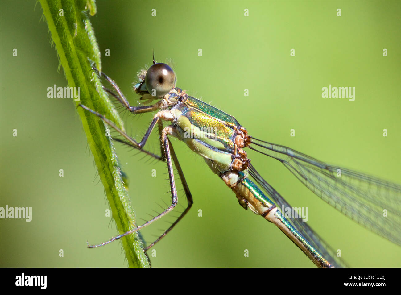 Un Salice Damselfly Smeraldo, Chalcolestes viridis, appoggiato su un gambo di erba. Foto Stock