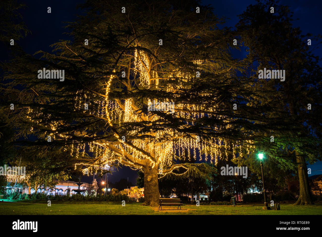 Bellissimo vecchio albero prese a Wagga Wagga il parco cittadino di notte. Il mix perfetto di natura e il tocco umano. Foto Stock