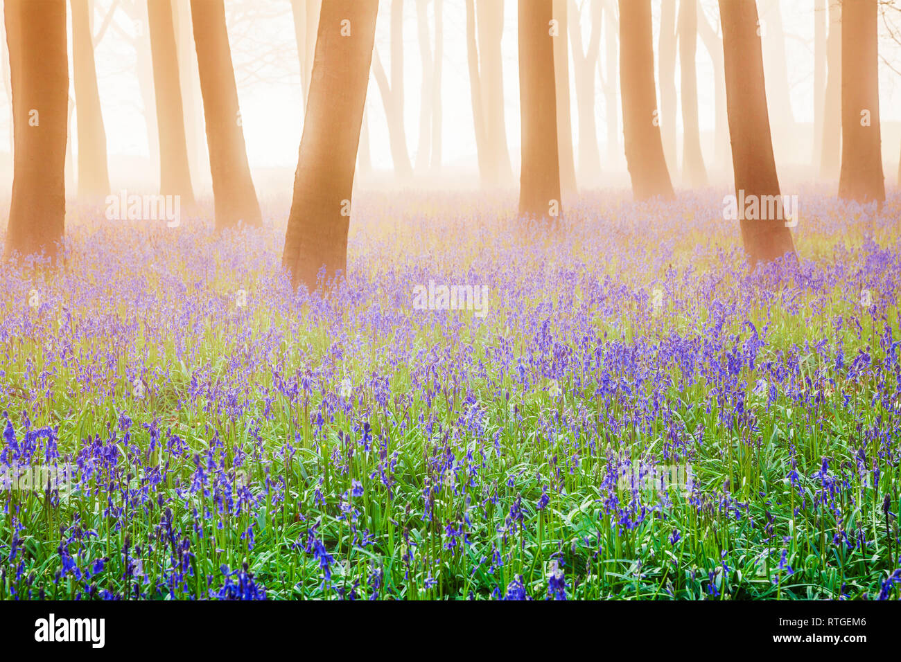 Bluebell boschi a sunrise. Foto Stock