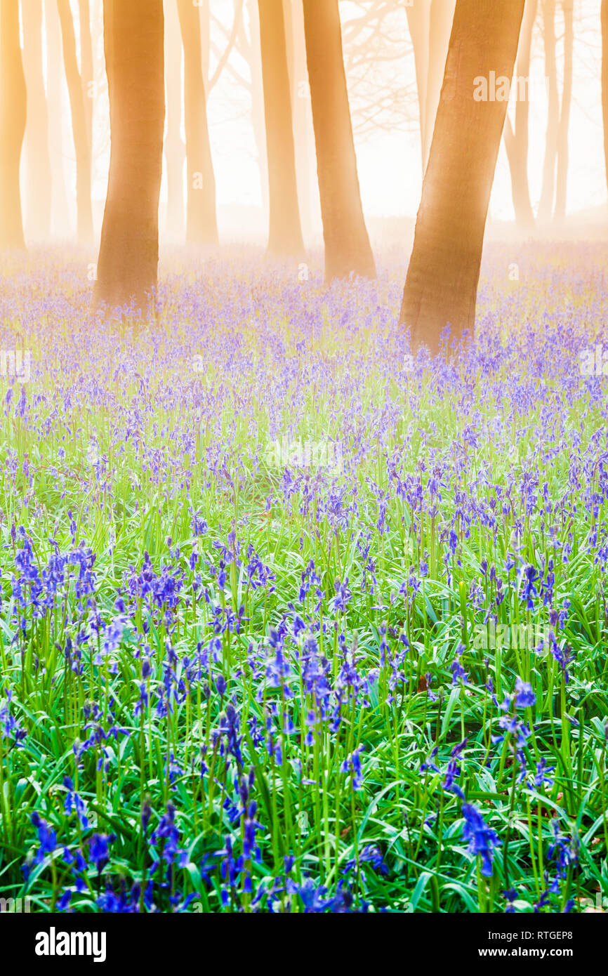 Bluebell boschi a sunrise. Foto Stock