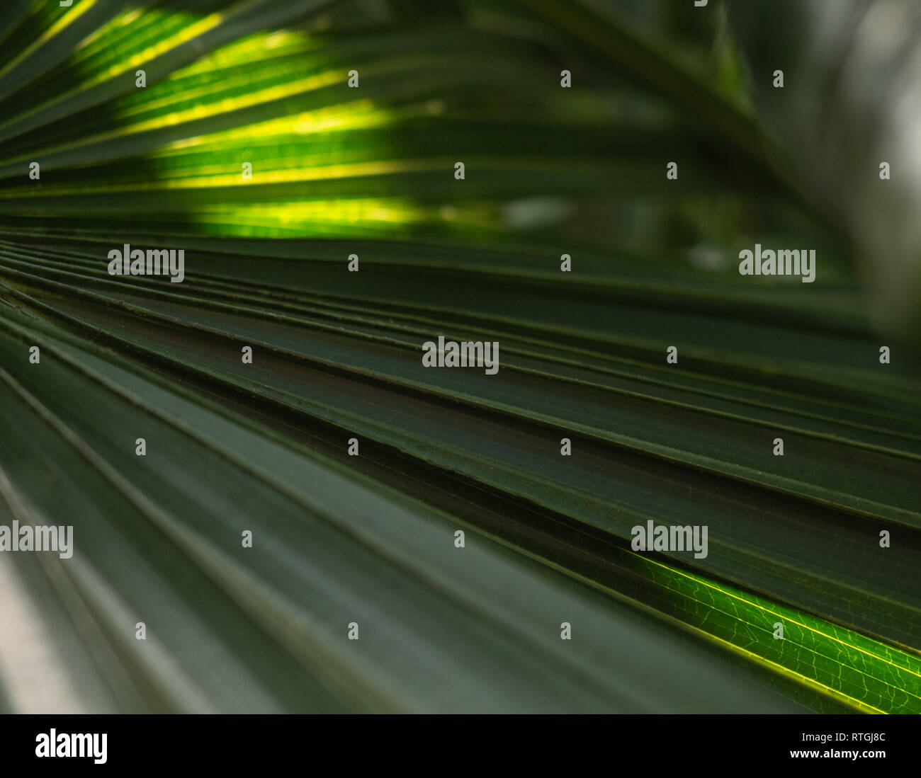 Green Palm tree foglie con retroilluminazione che risplende attraverso la texture Foto Stock