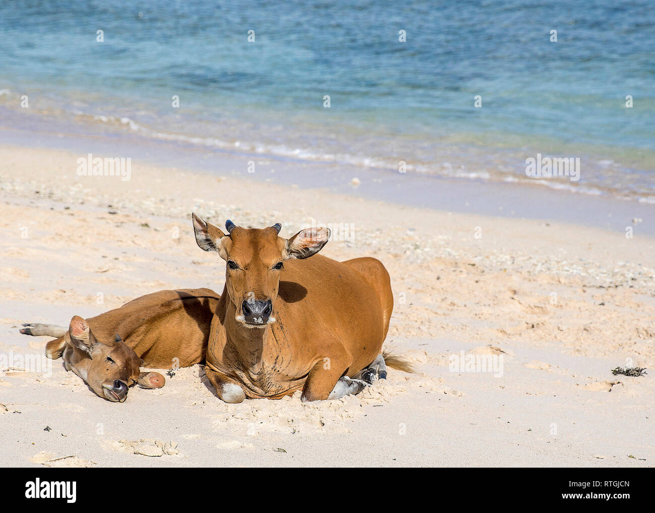 Le mucche ed i tori sulla costa di Gili Trawangan isola in Indonesia. Foto Stock