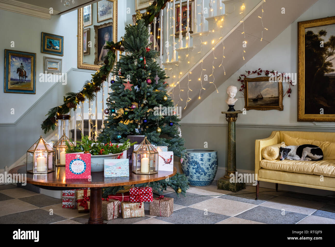 Il whippet giace sul divano giallo nel grande atrio con scalone costruito da falegnameria Geraghty e artificiale dei Royal Blue Abete rosso albero di Natale Foto Stock