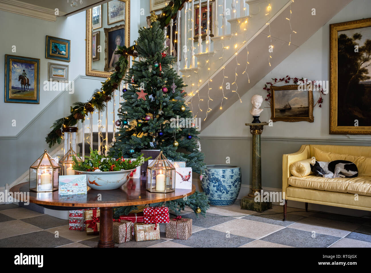 Il whippet giace sul divano giallo nel grande atrio con scalone costruito da falegnameria Geraghty e artificiale dei Royal Blue Abete rosso albero di Natale Foto Stock