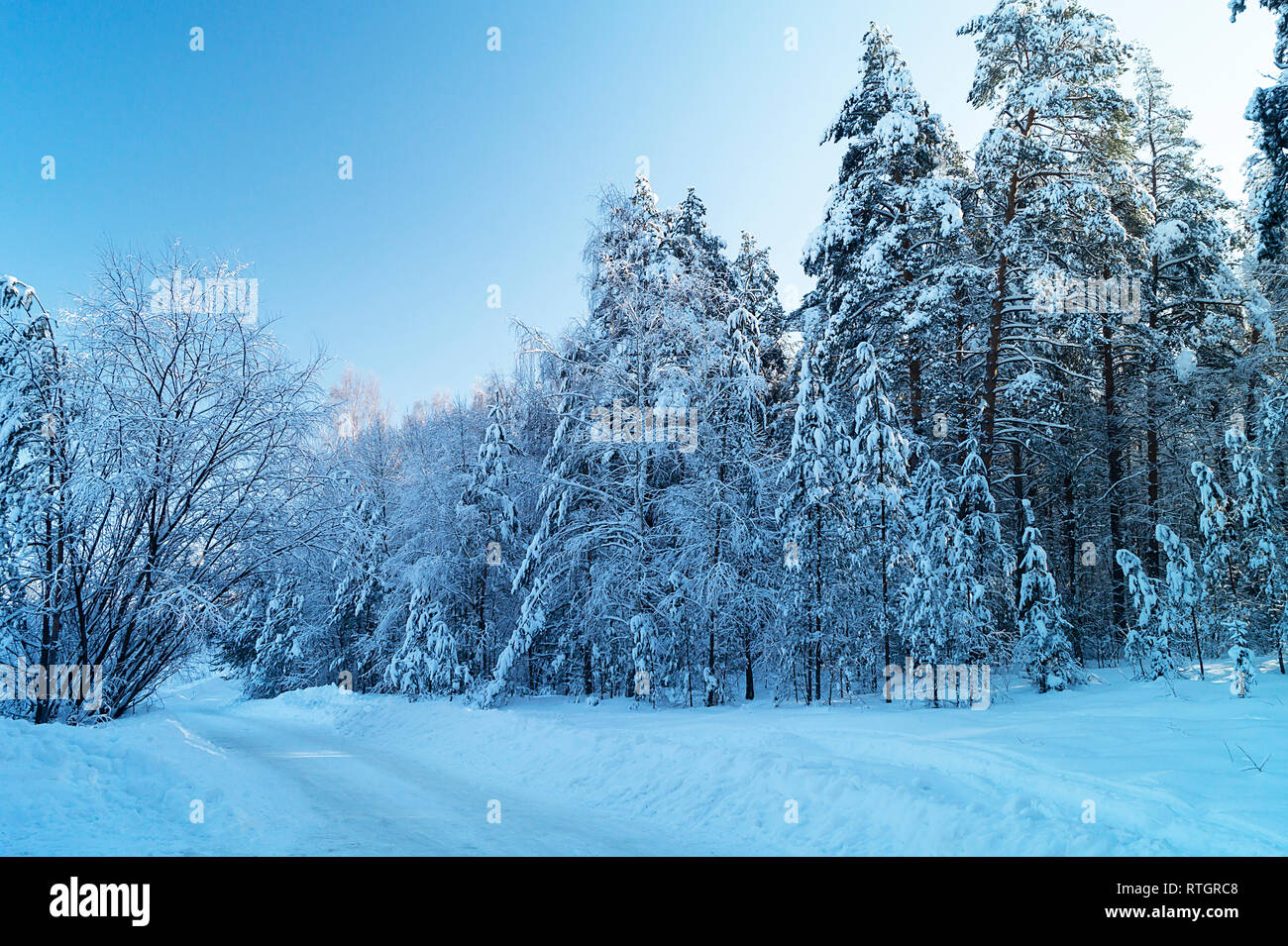 Paesaggio invernale in legno congelate su sfondo blu cielo Foto Stock