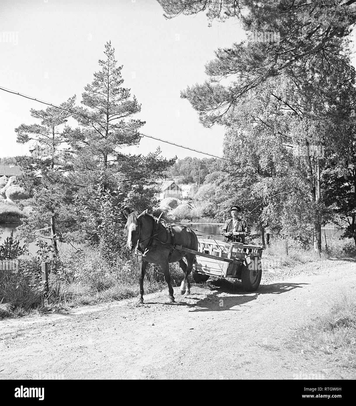 Lavorando nel 1940s. Un uomo è nel carrello dietro un cavallo che cammina lungo un tratto di strada in un giorno di estate. Foto Kristoffersson Ref annuncio17-7. La Svezia 1947 Foto Stock