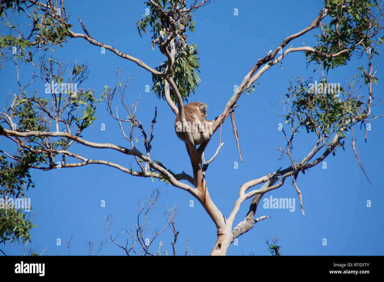Il Koala rilassante nel cielo blu chiaro - outback Australia Foto Stock