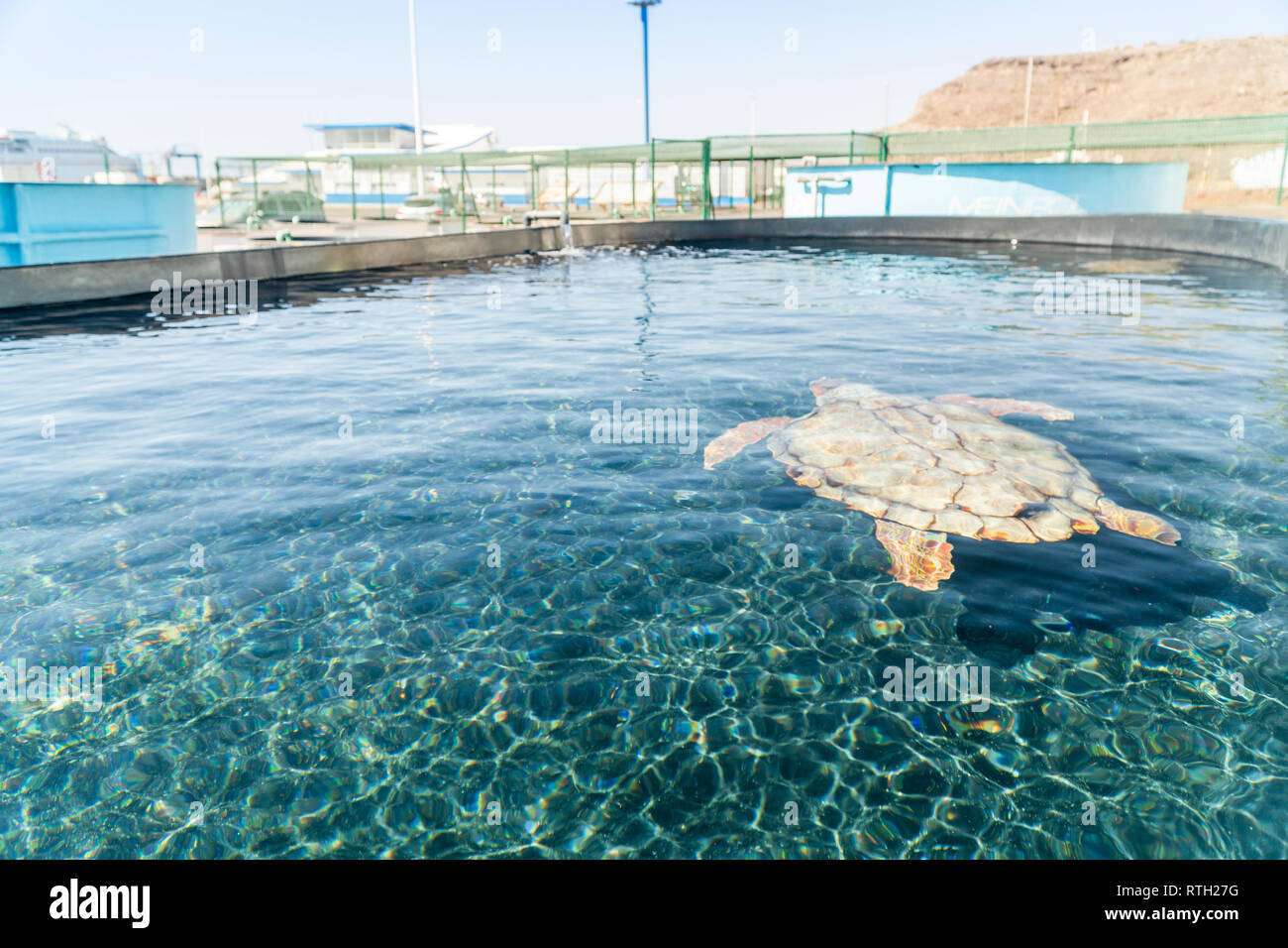 Tartaruga di mare nel recupero e nel centro di conservazione a Morro Jable Fuerteventura, Spagna Foto Stock