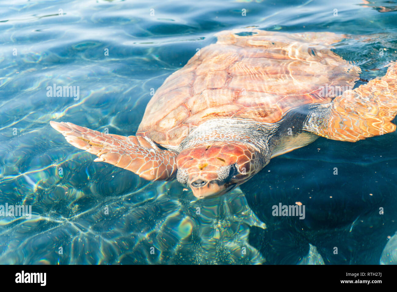 Tartaruga di mare nel recupero e nel centro di conservazione a Morro Jable Fuerteventura, Spagna Foto Stock