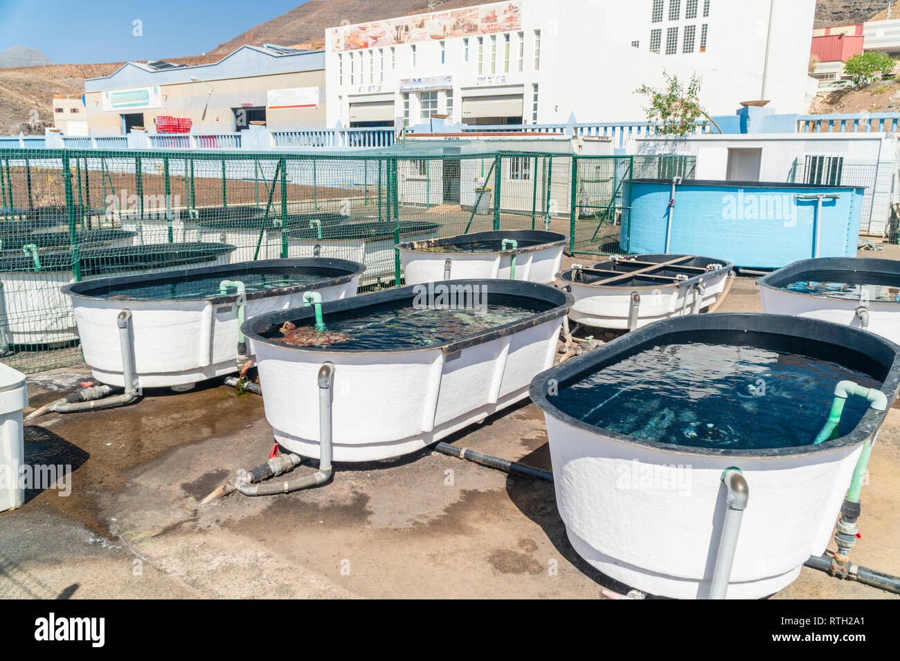 Tartaruga di mare nel recupero e nel centro di conservazione a Morro Jable Fuerteventura, Spagna Foto Stock