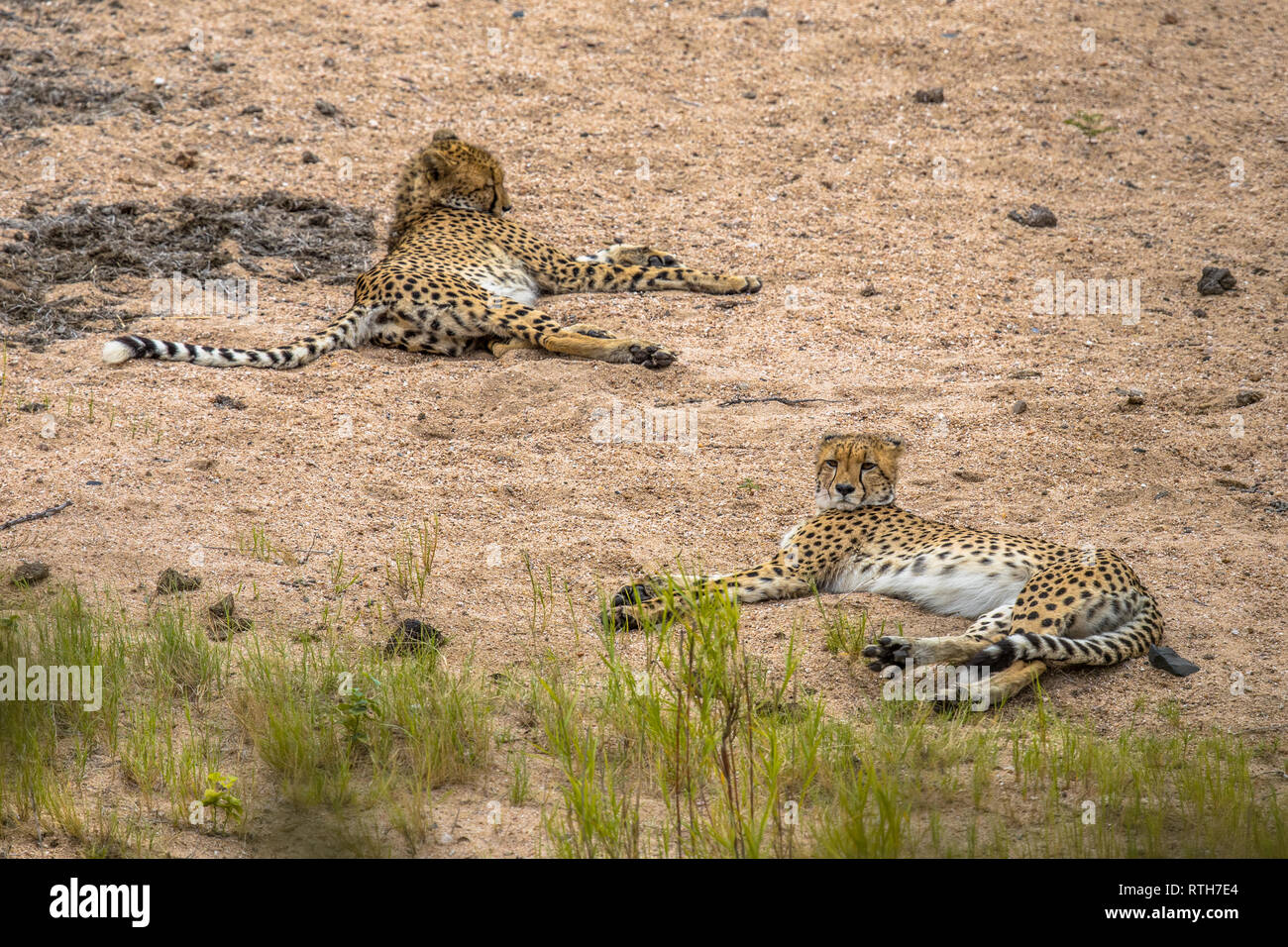 Due ghepardo (Acinonyx jubatus) capretti di appoggio degli animali di sabbia nel letto del fiume nel Parco Nazionale di Kruger, Sud Africa Foto Stock Due ghepardo (Acinonyx jubatus) capretti di appoggio degli animali di sabbia nel letto del fiume nel Parco Nazionale di Kruger, Sud Africa Foto Stock
