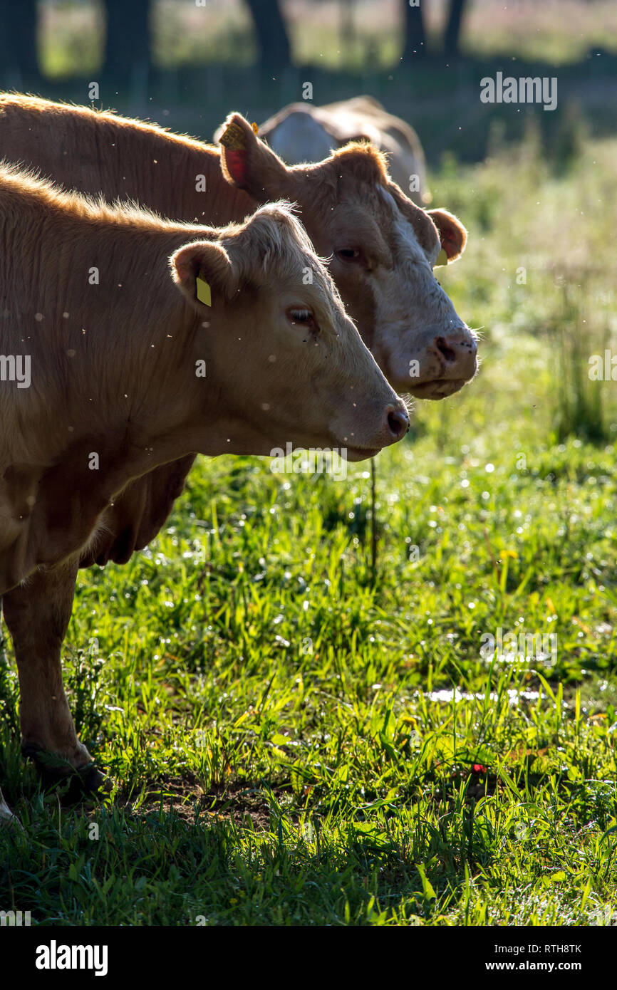 Vacche da latte in pascolo verde prato in Lettonia. Mandria di mucche al pascolo nel prato. Le mucche in prato in estate. Il pascolo di bestiame in erba, Lettonia. Foto Stock