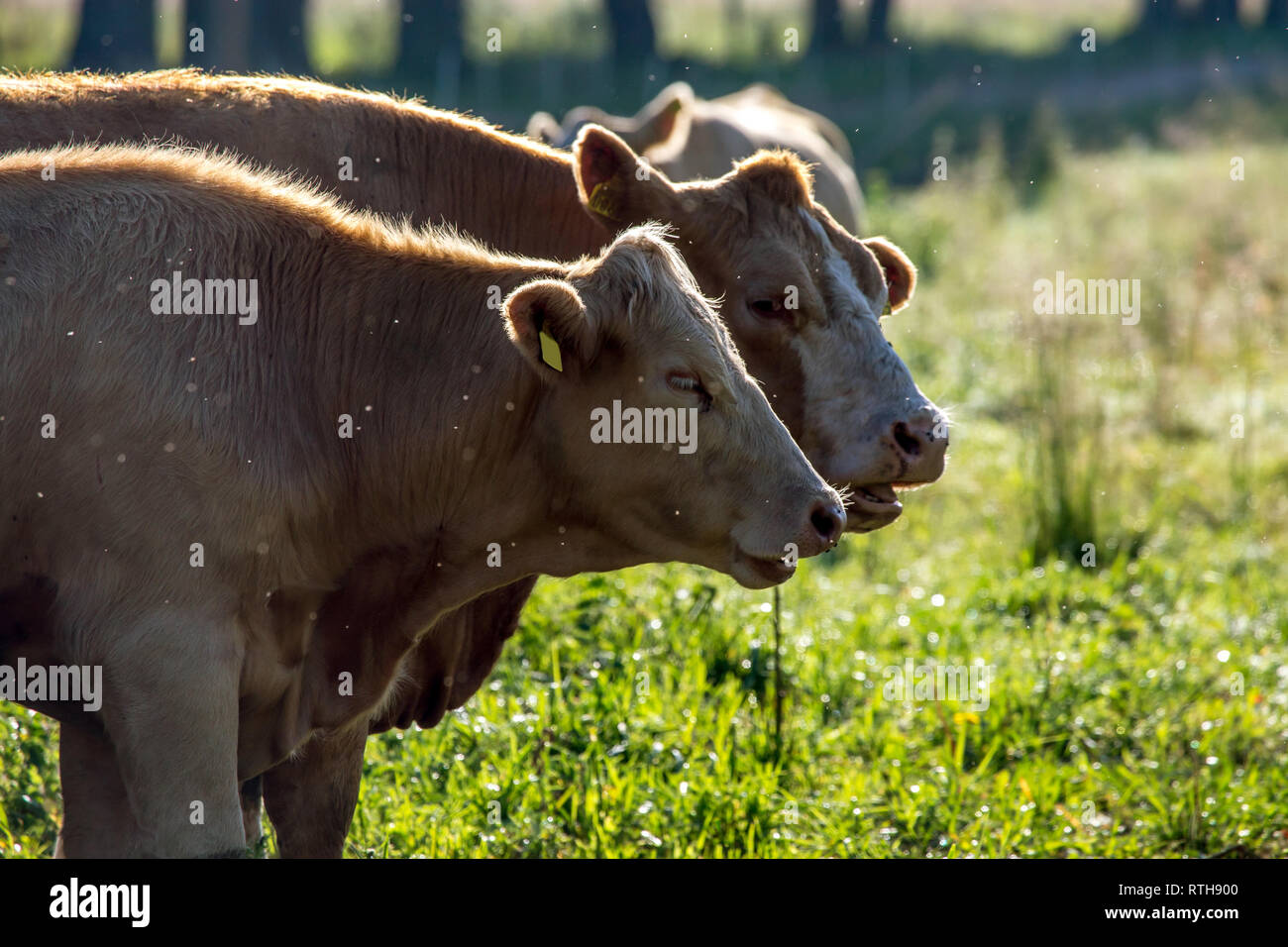 Vacche da latte in pascolo verde prato in Lettonia. Mandria di mucche al pascolo nel prato. Le mucche in prato in estate. Il pascolo di bestiame in erba, Lettonia. Foto Stock