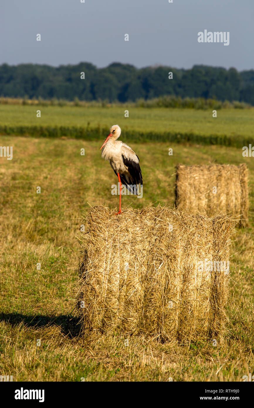 Cicogna bianca sul secco della balla di fieno nel prato verde, la Lettonia. Cicogna è alto dalle lunghe gambe trampolieri con una lunga bill, con il bianco e il nero del piumaggio. Foto Stock