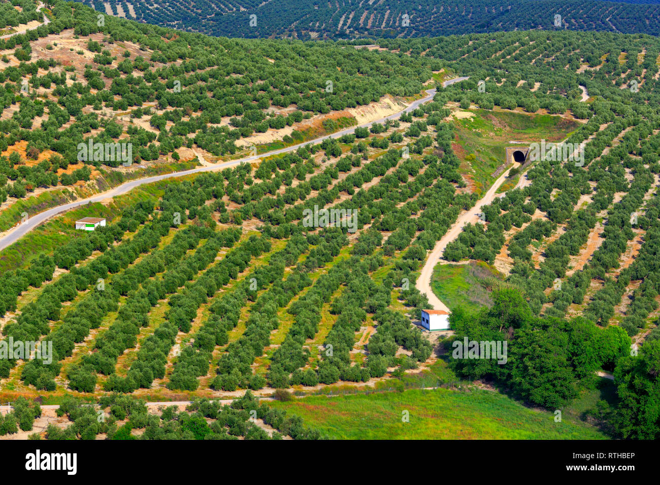 Paesaggio, uliveti da Plaza Santa Lucia, a Ubeda, Andalusia, Spagna Foto Stock