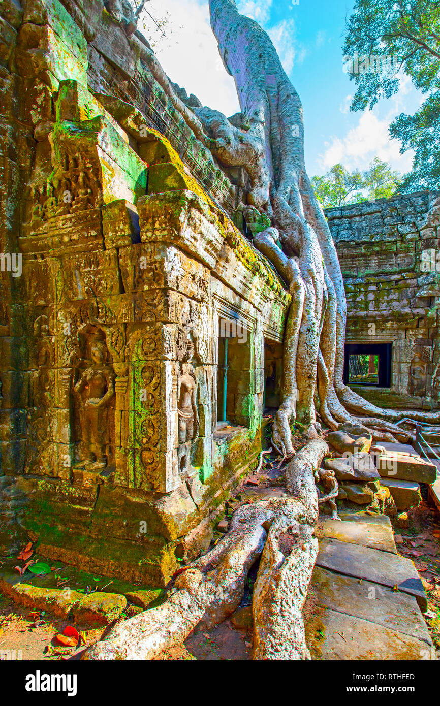 Le antiche rovine di Ta Prohm tempio ritorte attorno dalle radici gigante in Angkor Wat in Cambogia Foto Stock