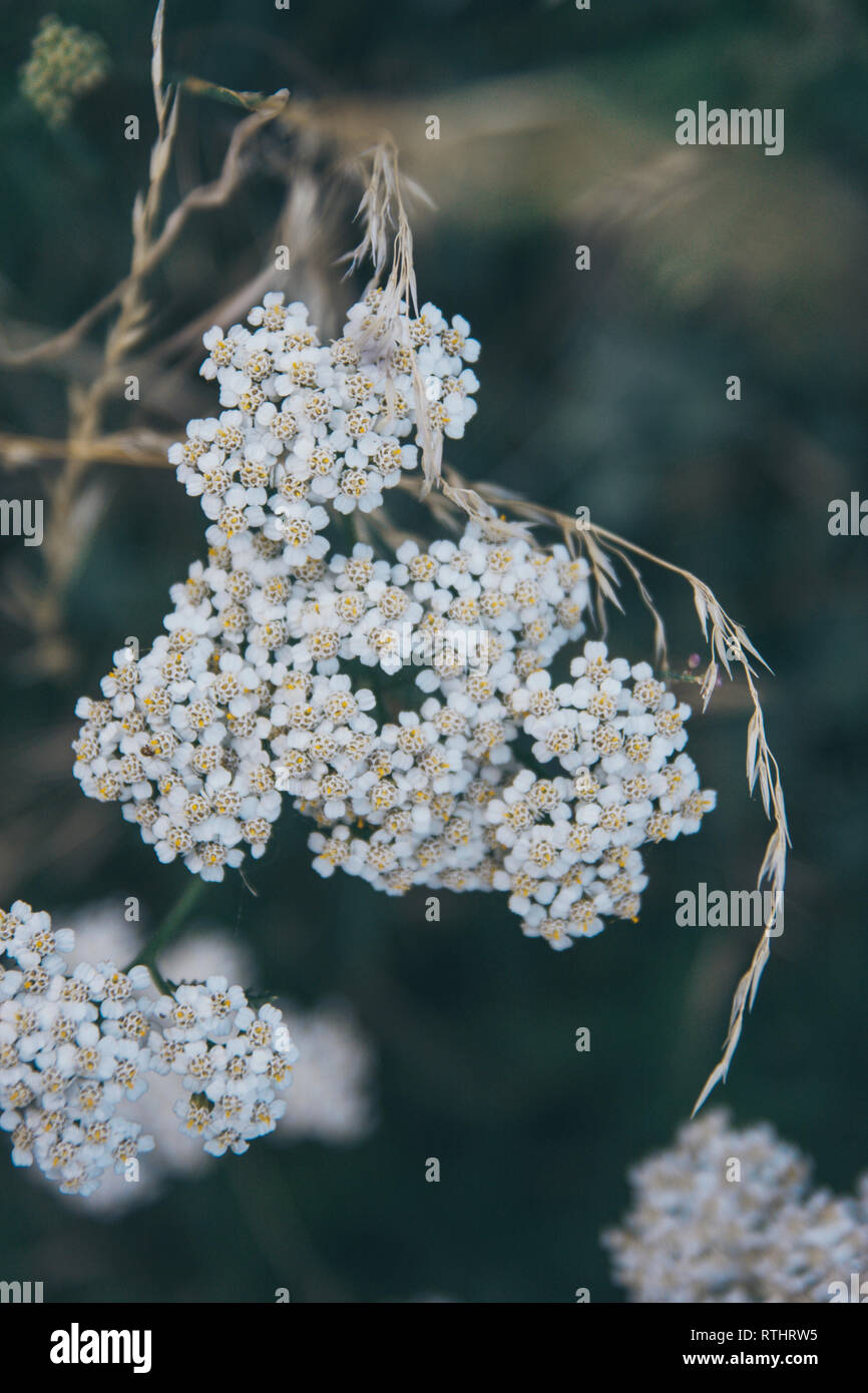 Close up fiore bianco con piccoli petali nella zona di Àreu, Pirenei catalani, Spagna, Europa Foto Stock