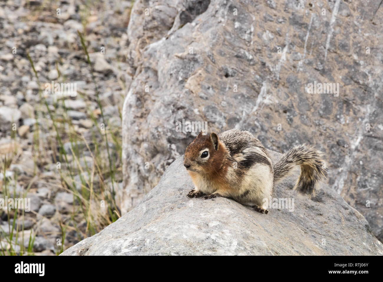 Tamia Scoiattolo striado su una roccia - Canadian wildlife Foto Stock
