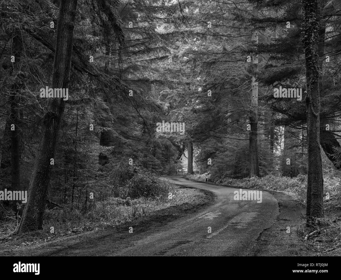 Immagine in bianco e nero del Bolderwood unità ornamentali attraverso la Bolderwood, New Forest, Hampshire, Inghilterra Foto Stock