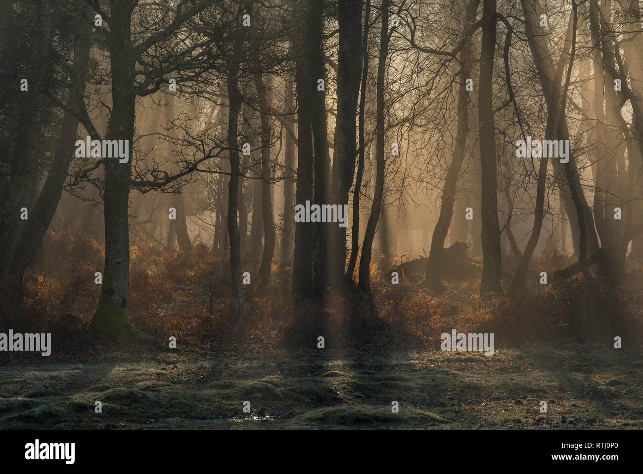 I raggi di luce attraverso gli alberi all'alba vicino Ponte Millyford, New Forest, Hampshire, Inghilterra. Foto Stock