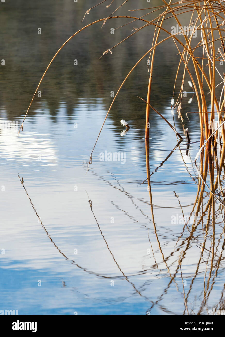 Erbe sulla banca di Vermiglio laghi riflessa nell'acqua ancora, il Parco Nazionale di Banff, Banff, Alberta, Canada Foto Stock