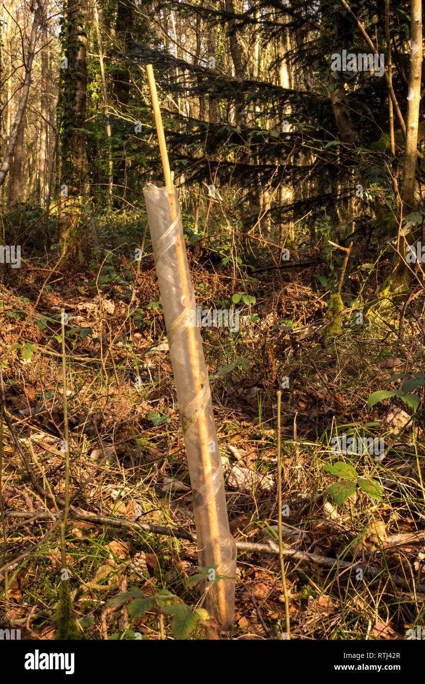 Un giovane albero piantato recentemente protetto da un tubo di plastica. Foto Stock