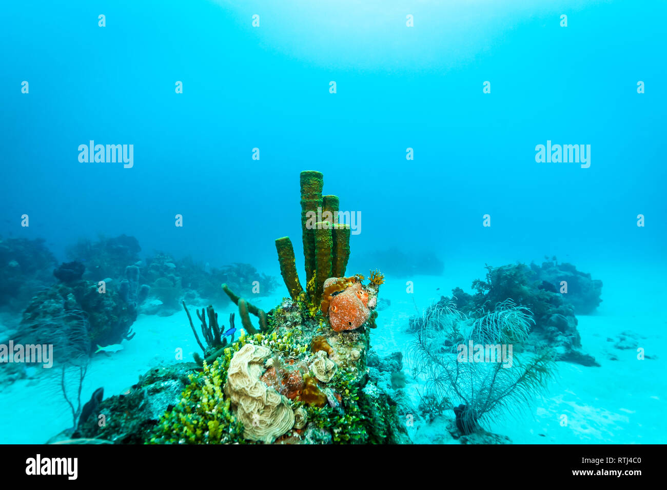 Una scena subacquea mostra una vivace barriera corallina brulicante di vita. Sono visibili vari tipi di corallo, tra cui strutture simili a tubi e corallo cerebrale, insieme ad altri organismi marini. L'acqua cristallina fa da sfondo a questo ecosistema eterogeneo, evidenziando l'importanza delle barriere coralline come habitat per la vita marina. Foto Stock