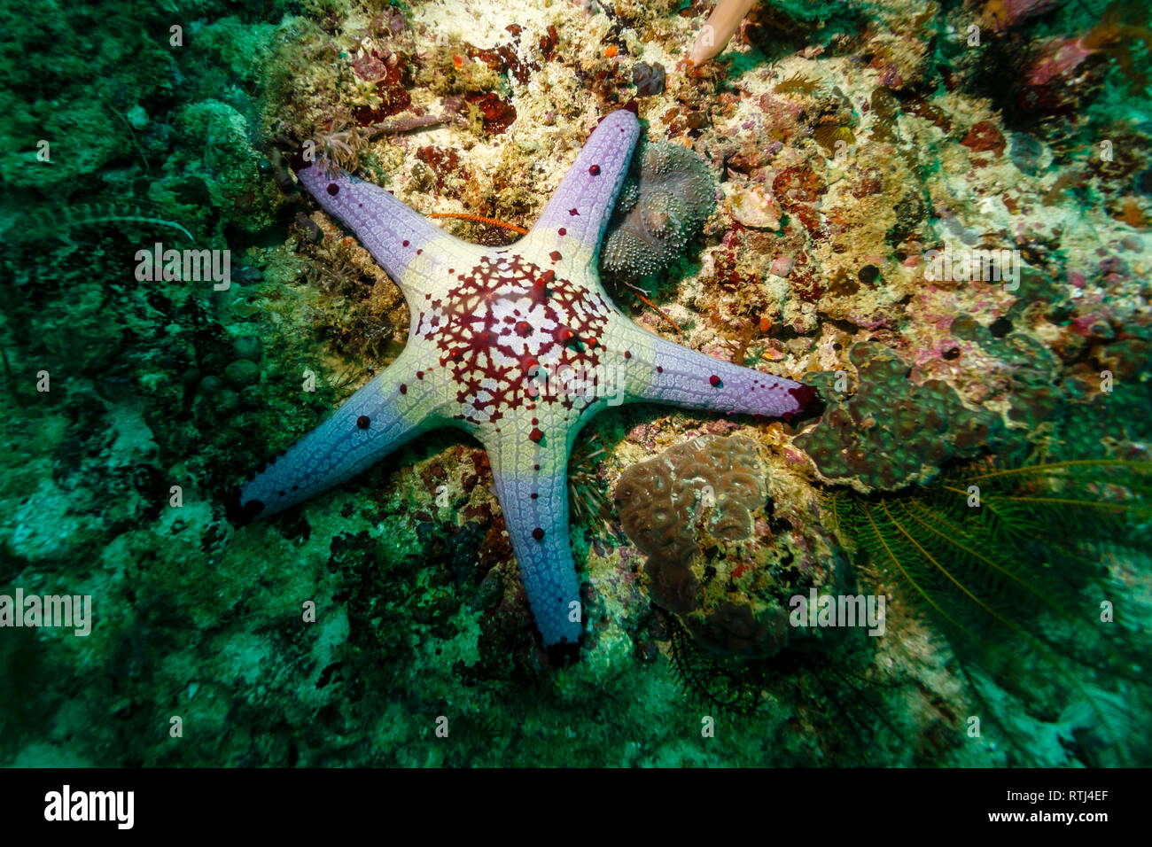 Bellissimo modello su comunemente noto come il corno stella di mare Foto Stock