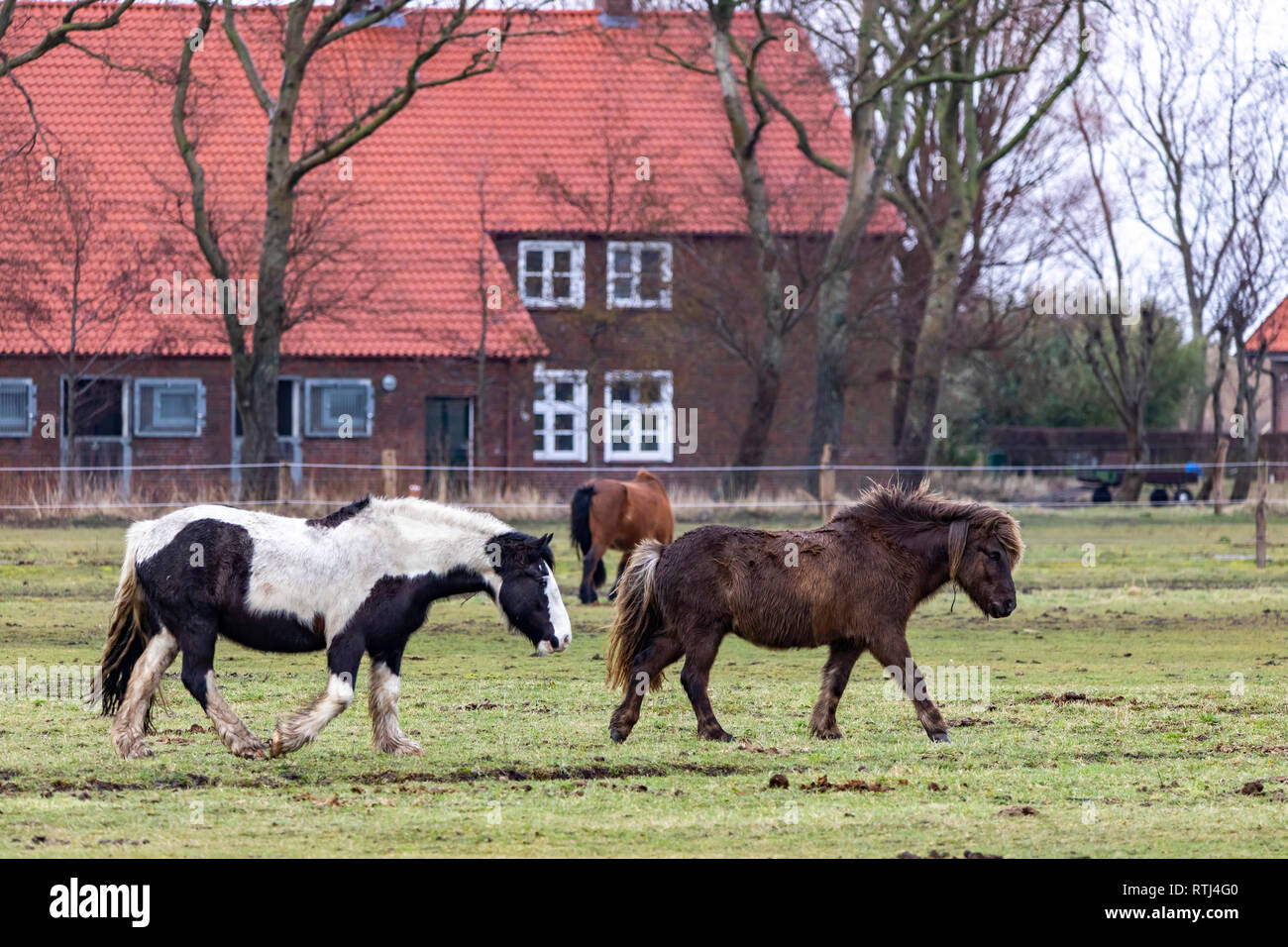 Isola del Mare del Nord Langeoog, East Friesland, Bassa Sassonia, cavalli, pony, in un pascolo nella parte occidentale dell'isola, Germania, Foto Stock