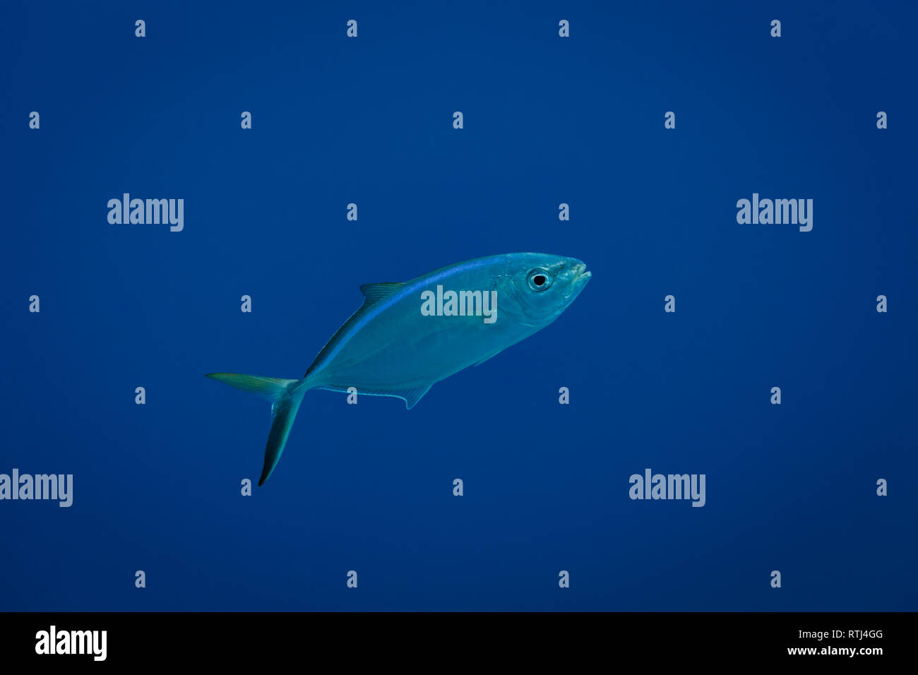 Closeup isolate di pesce blu nel golfo del Messico Nuotare sopra il reef Foto Stock