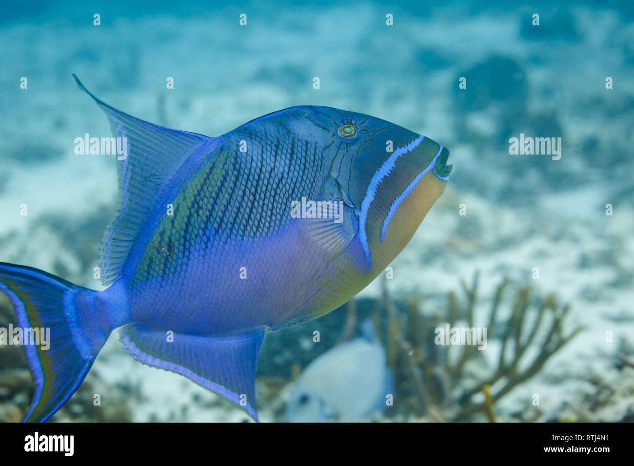 Vista dettagliata del neon blue Queen pesce Trigger sul reef Foto Stock
