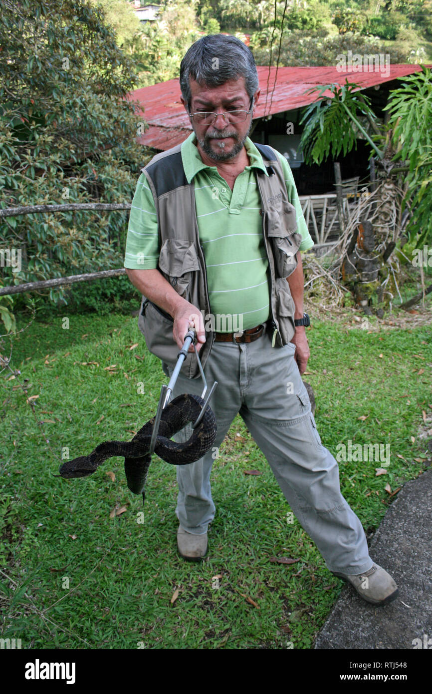 Gestore di serpente con melanistic Central American Jumping Pitviper Atropoides mexicanus Foto Stock