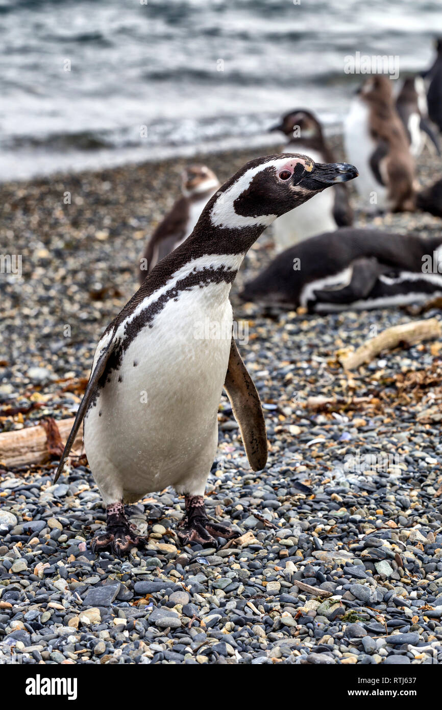 I pinguini di Magellano, Martillo Isola, Tierra del Fuego National Park, Isla Grande del Tierra del Fuego, Tierra del Fuego, Antartida e Islas del Atlant Foto Stock