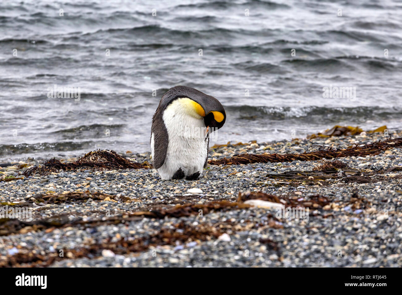 I pinguini di Magellano, Martillo Isola, Tierra del Fuego National Park, Isla Grande del Tierra del Fuego, Tierra del Fuego, Antartida e Islas del Atlant Foto Stock