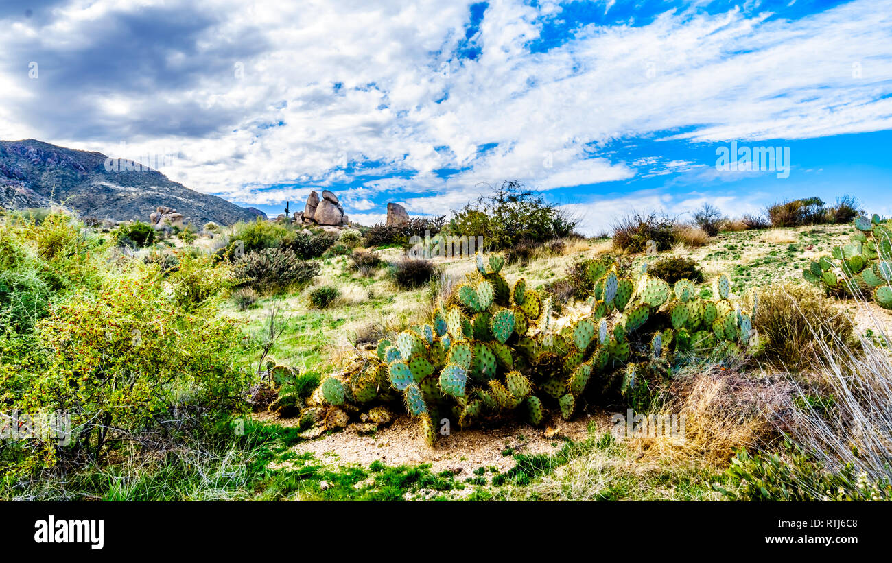 Vista della Valle del Sole e le aspre montagne rocciose in McDowell Mountain Range intorno a Phoenix, Arizona vista da Tom Thumb Trail Foto Stock