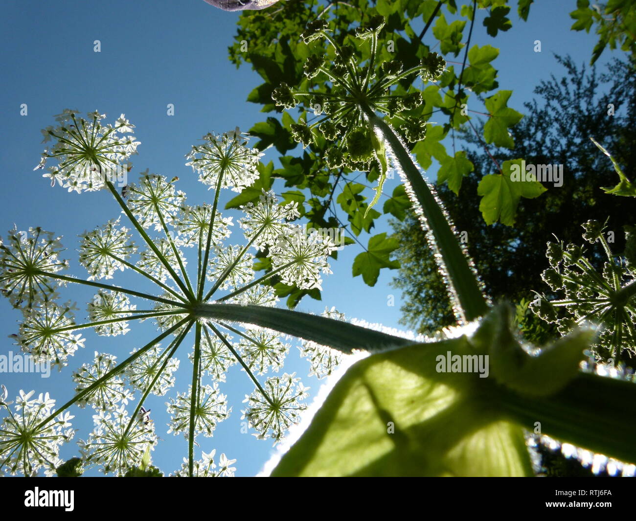 Umbellifer dal suolo fino contro il sole pieno Foto Stock