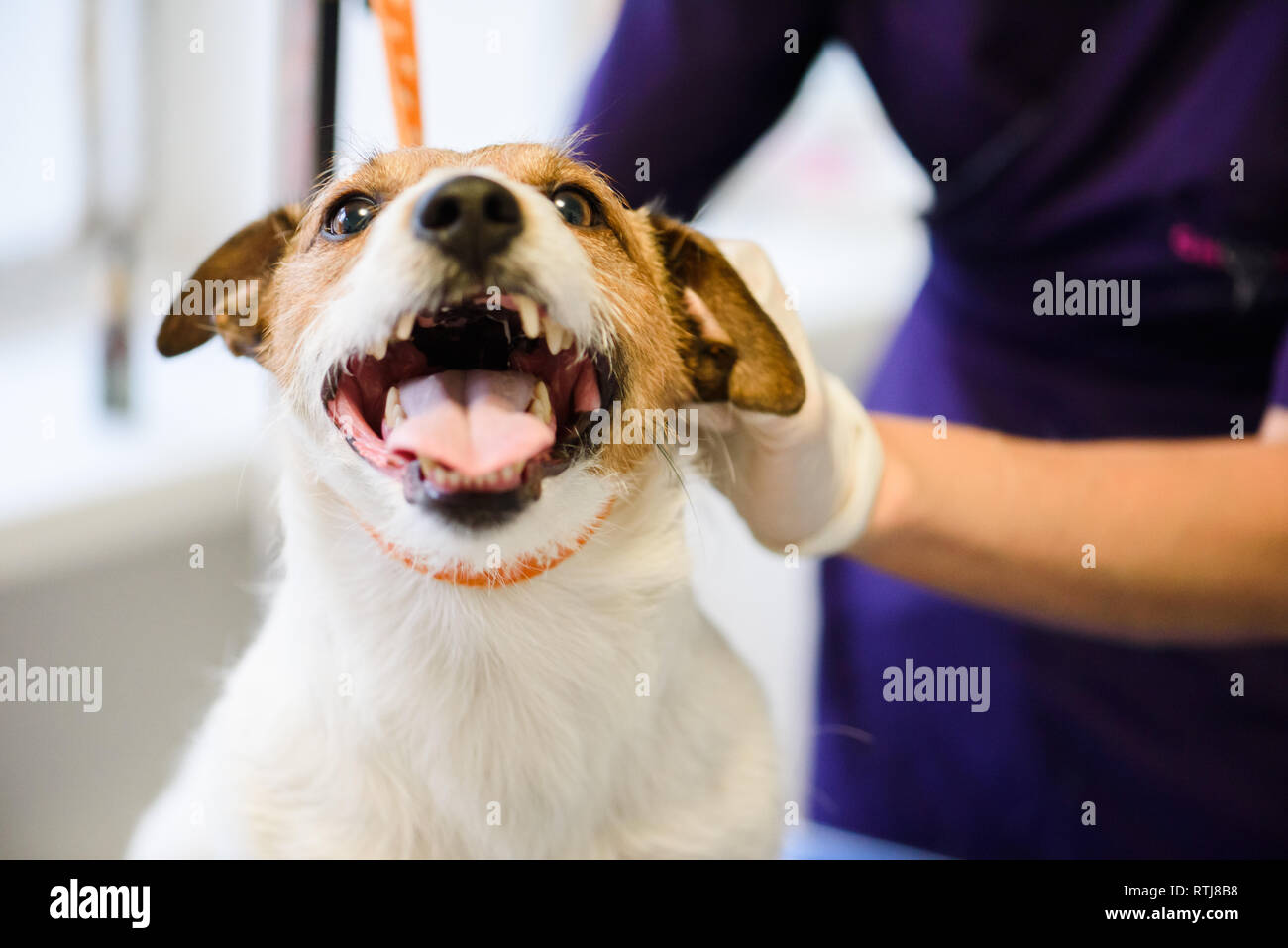 Happy dog in toelettatura gode di procedura di rifinitura Foto Stock