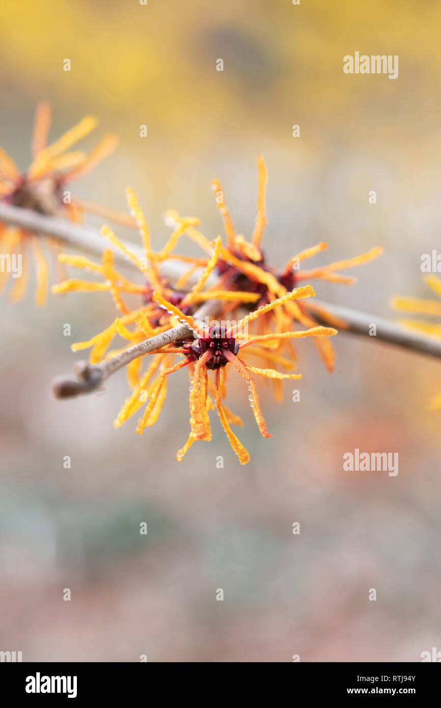Hamamelis x Intermedia Afrodite . Amamelide 'Harry' fioritura in inverno. Regno Unito Foto Stock