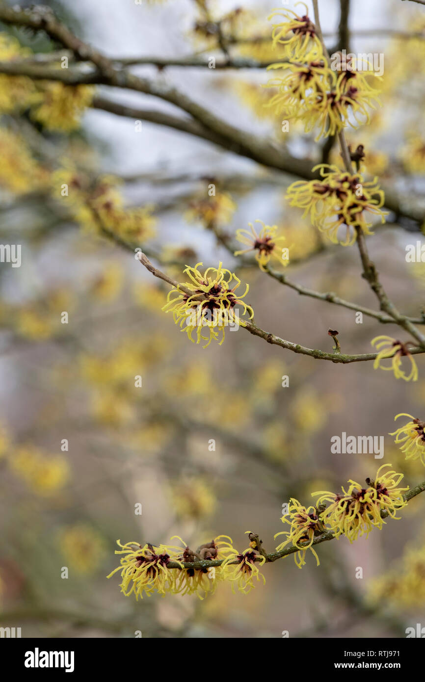 Hamamelis x Intermedia Primavera. Amamelide 'Harry' fioritura in inverno. Regno Unito Foto Stock