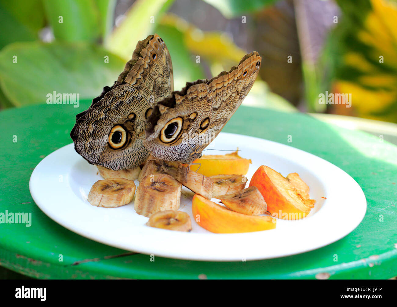 Farfalla civetta in zoo a farfalla, Schmetterlinghaus nel giardino imperiale di Vienna, Austria Foto Stock