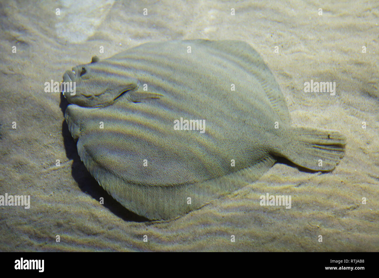 Rombo liscio (Scophthalmus rhombus). Marine pleuronettiformi. Foto Stock