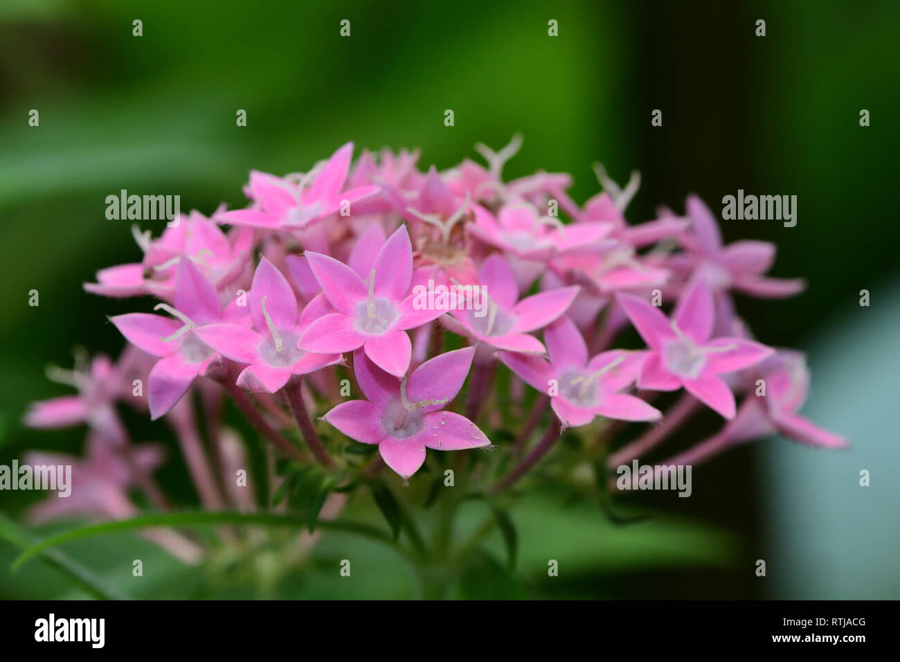 Close up rosa starcluster egiziano fiori (pentas lanceolata) Foto Stock