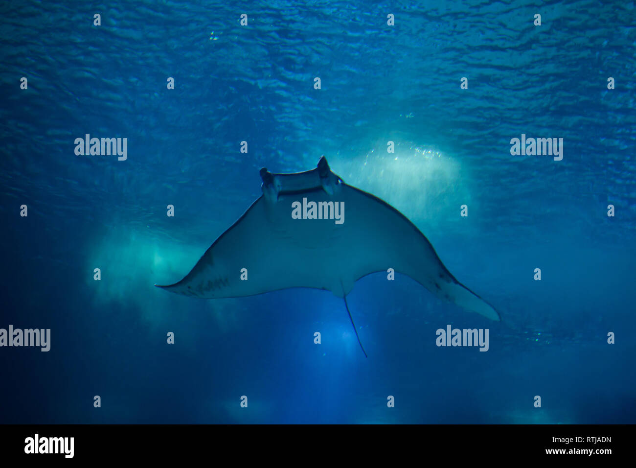 Pesce diavolo (Mobula mobular), noto anche come il gigante devil ray a Lisbon Oceanarium (Oceanário de Lisboa) a Lisbona, Portogallo. Foto Stock