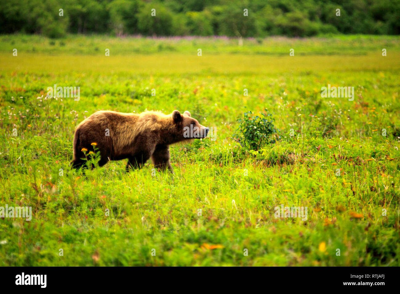 Orso bruno Ursus arctos, Opala river, penisola di Kamchatka, Russia Foto Stock