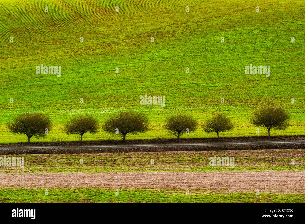 Linea di alberi di una strada lungo il bordo di un campo agricolo in questa immagine minimalista. Foto Stock